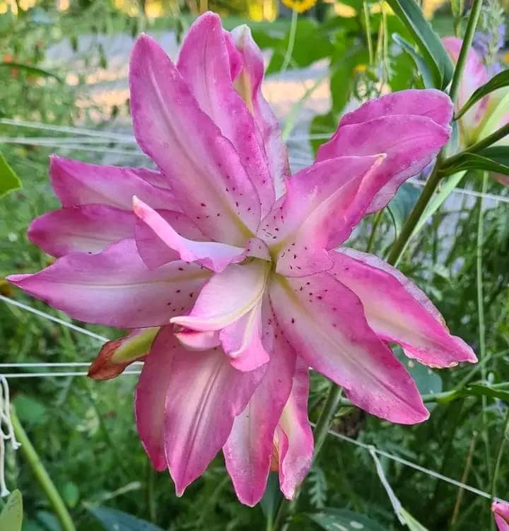 Sometimes you surprise your... bought 2 lily bulbs at the garden fair last spring. I don't remember one looking like this!!!