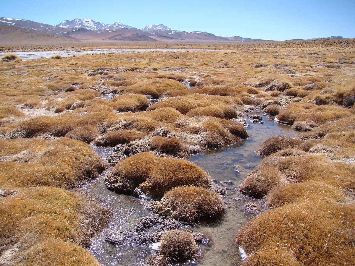 Tropical high-montane peat-bog wetland

⭐ Central Andean dry puna ecoregion

📍 Laguna Colorada northern shores, Sud Lípez province, Potosí, Bolivia

🌿 dominant species: Deyeuxia rigescens, Festuca hypsophila, Puccinellia frigida, and Scirpus deserticola

📷 Gonzalo Navarro