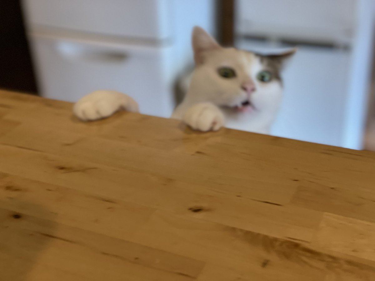 anko_t3232's tweet photo. にゃに食べてますか〜
今日はごちそうですにゃ〜
#ネコ
#猫と暮らす
#ねこ
#手作りピザ
#天然酵母パン
#楽健寺酵母パン
#美味しかった https://t.co/JlvX04DtwL