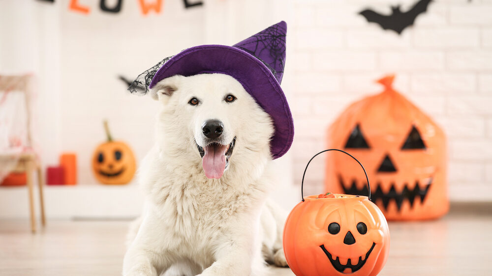 SCAREDY CATS? Not this #Halloween! Keep your pets happy &amp; healthy with advice about hazardous treats and tricks for a happy costumed pet.

Read all of our veterinarian-approved Halloween tips here: go.ncsu.edu/halloween-pet-…