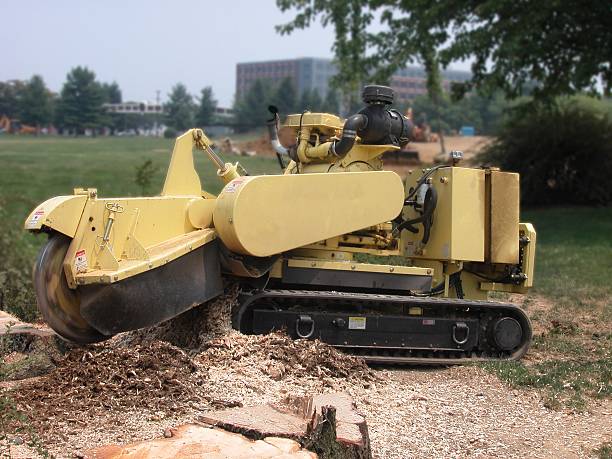KBStumps's tweet image. Stump grinding is an effective way to prevent pests, diseases, and potential hazards in your yard. It&apos;s essential for maintaining a healthy and safe environment. #StumpGrindingBenefits #YardSafety