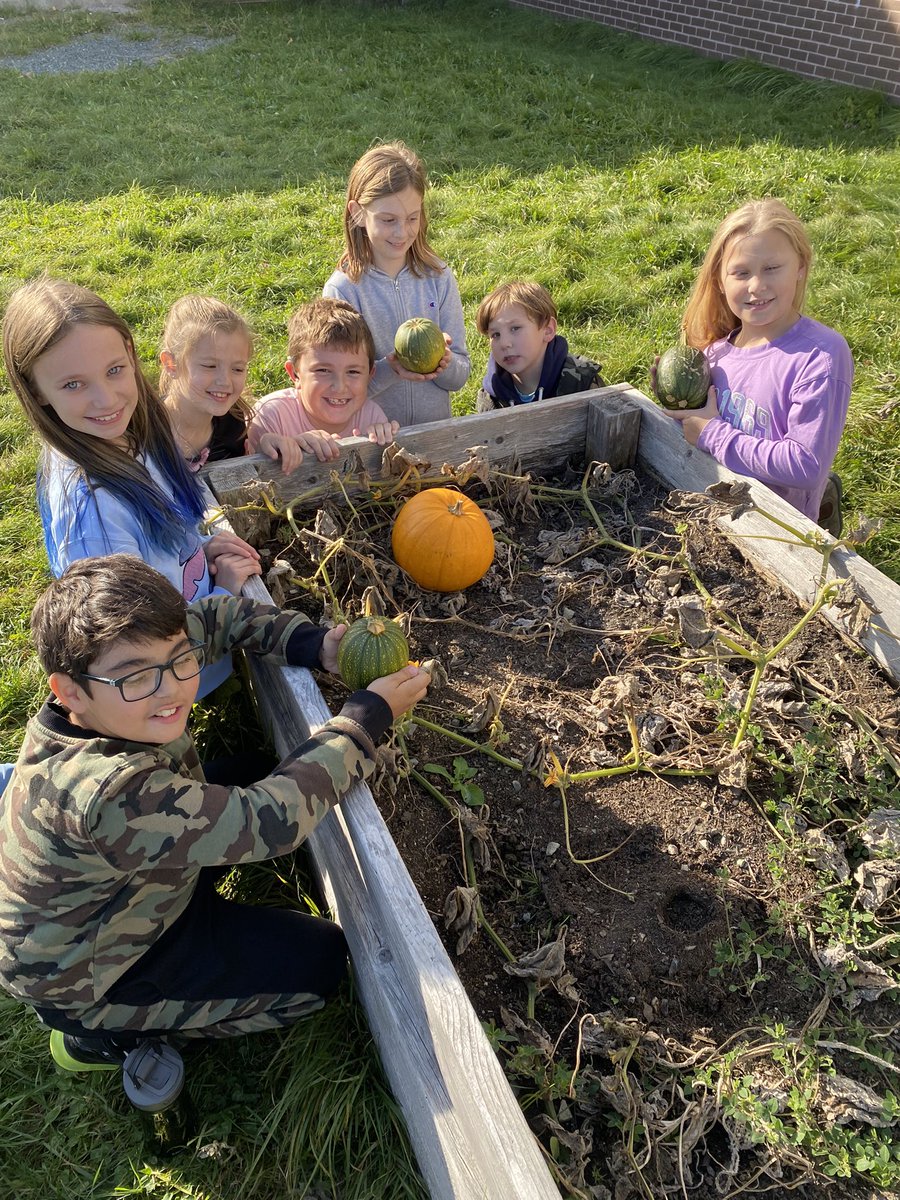 NoftallClass's tweet photo. A great year at Gullies Garden growing pumpkins and zucchini!🎃🍆@UGEABC @NLESDCA https://t.co/jF45gCdJIu