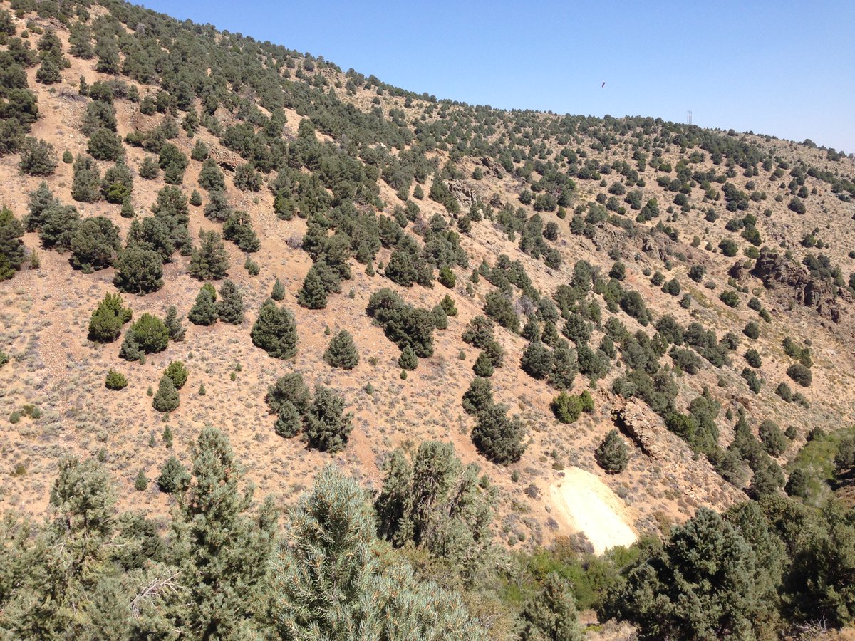 Pinyon-juniper woodland

⭐ Great Basin shrub steppe ecoregion

📍 Pine Nut Range, Nevada, United States

🌿 dominant species: Juniperus osteosperma and Pinus monophylla

📷 Trevor Carter

#vegetation #landscape #biodiversity  #maps #explore #education #botany #nevada #pine