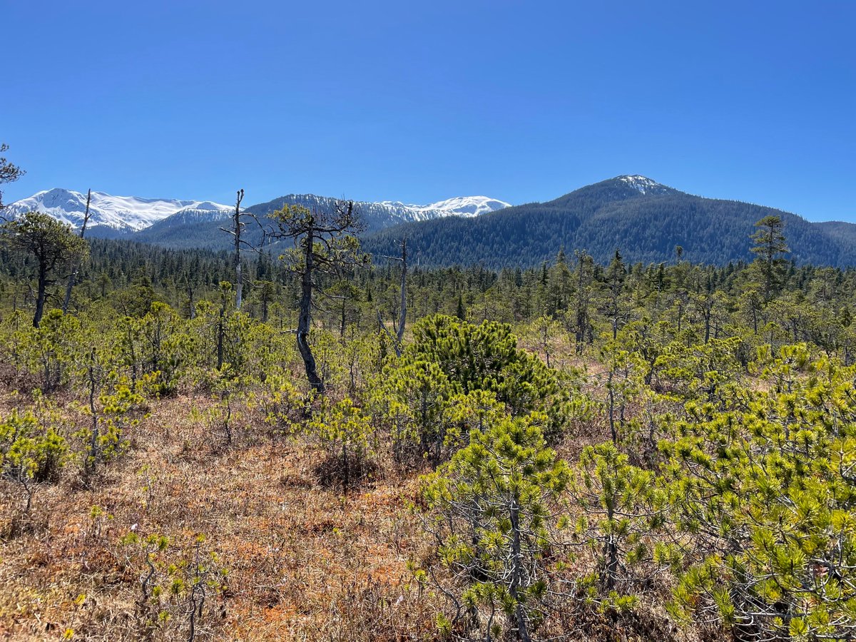 Bog

⭐ Northern Pacific Alaskan coastal forests ecoregion

📍 Douglas Island, Alaska, United States

🌿 dominant species:  Pinus contorta subsp. contorta

✏️ Colloquially referred to as a muskeg

📷 Trevor Trevor

#landscape #explore #education #botany #alaska #costalforest