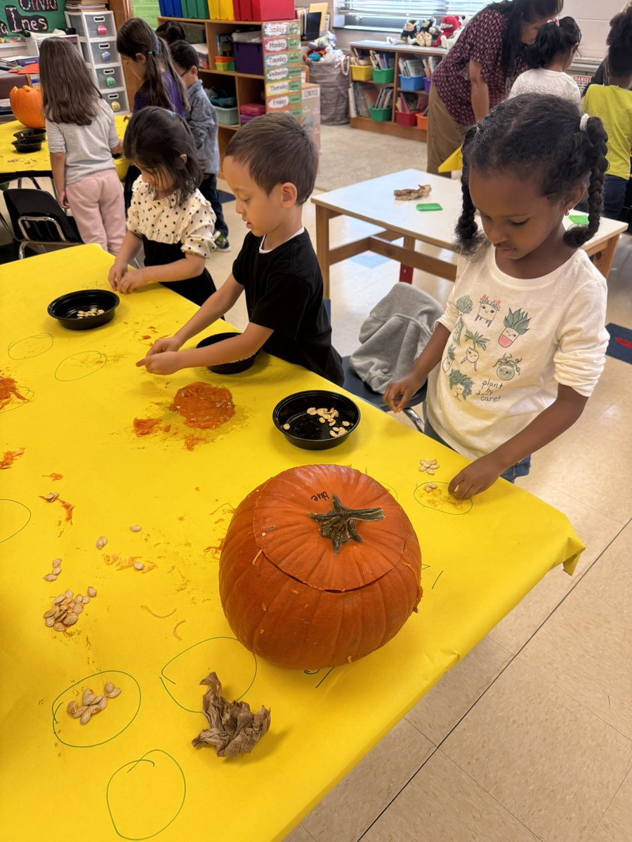 After we cleaned out the pumpkins, we counted groups of 10 to see how many seeds total were in each pumpkin. Next we will save some seeds for planting and roast the rest for tasting!