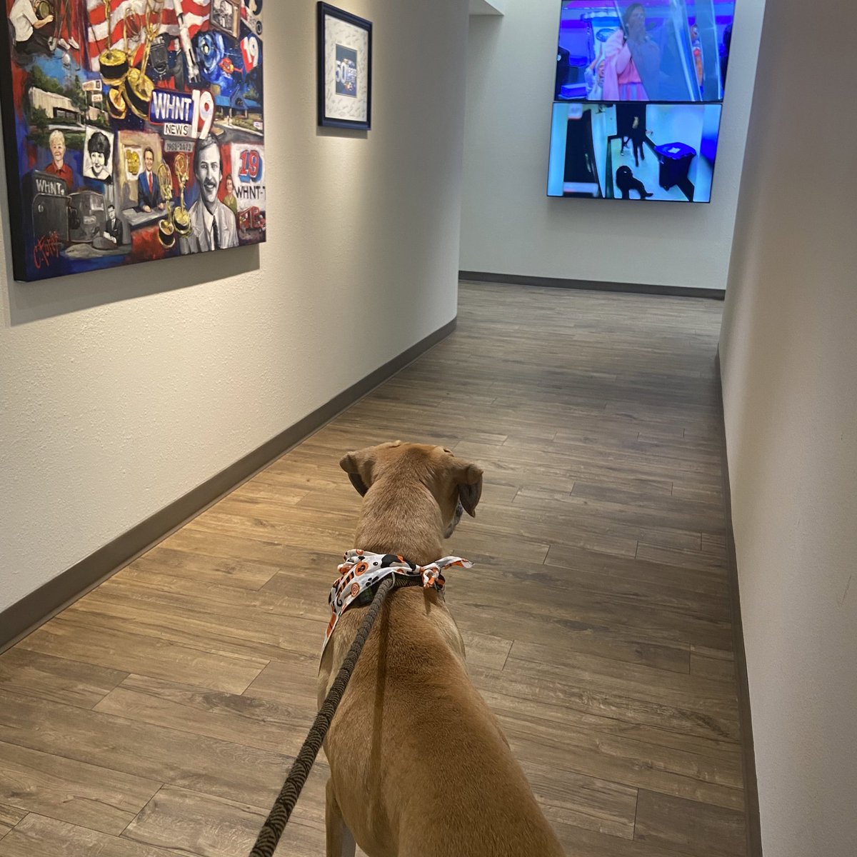 Yoda loves the big TVs <a href="/whnt/">News 19</a>!!

#adoptables #yoda