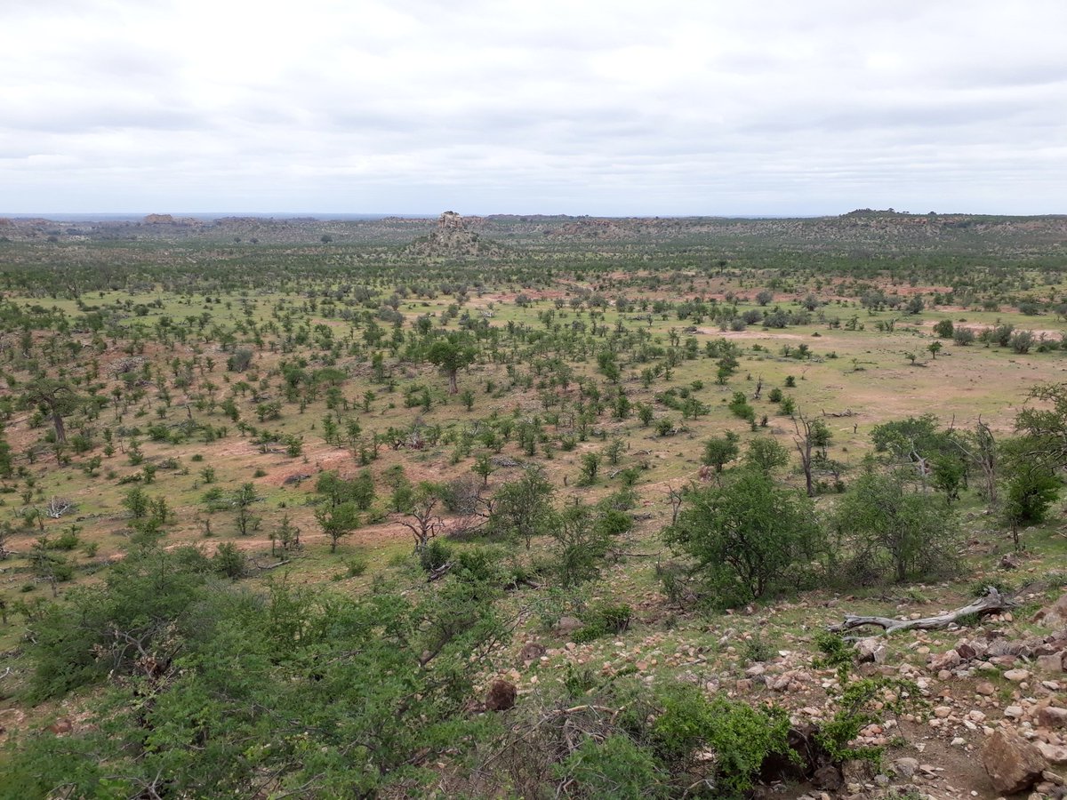 Musina Mopane Bushveld

⭐ Zambezian mopane woodlands ecoregion

📍 Musina Local Municipality, Limpopo, South Africa

🌿 dominant species: Adansonia digitata, Colophospermum mopane, Grewia flava, Schmidtia pappophoroides, and Sesamothamnus lugardii

📷 Anisha Dayaram

#ecology