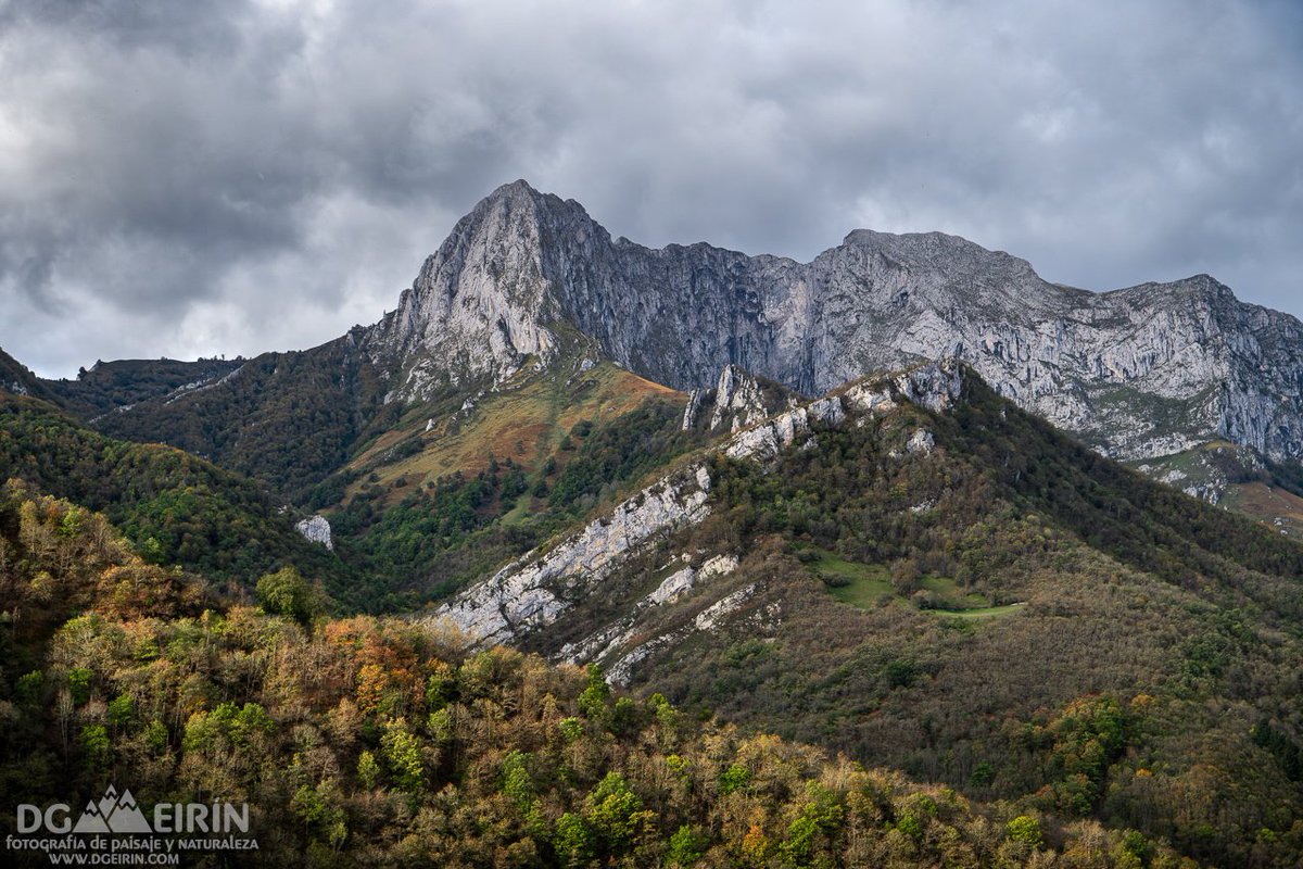 dgeirin's tweet image. #ponga