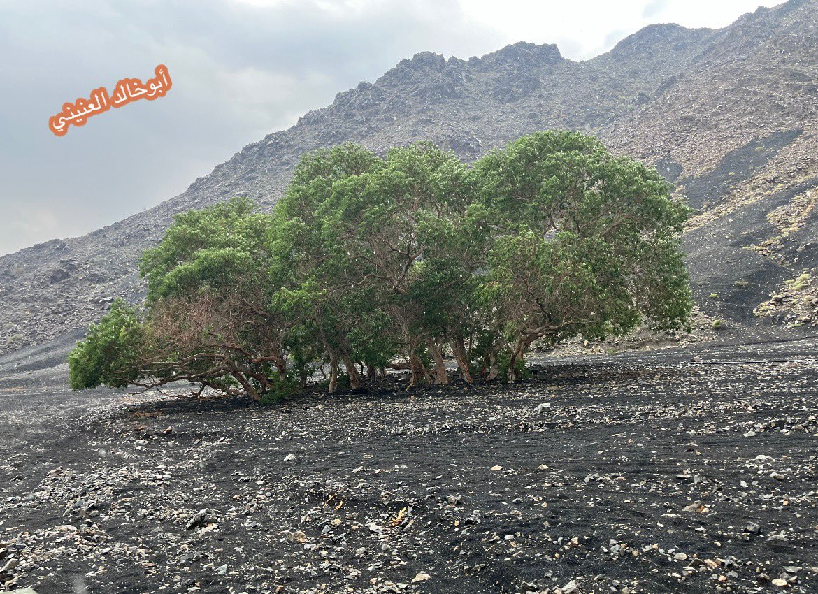 آبو خالد الجهني 𐩣𐩪𐩡𐩣|𐩱𐩡𐩲𐩬𐩺𐩬𐩺 tweet media