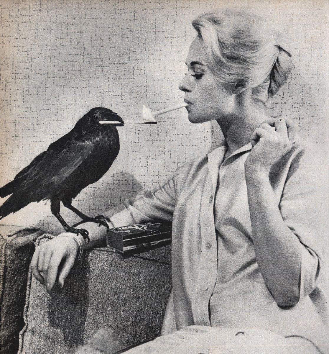 matchmaker4hire's tweet photo. Are you in the Halloween Spirit ? TIPI &amp; Buddy - 1962 - The Birds #Halloween2023 #relationships #love https://t.co/pGjRQDuJmD