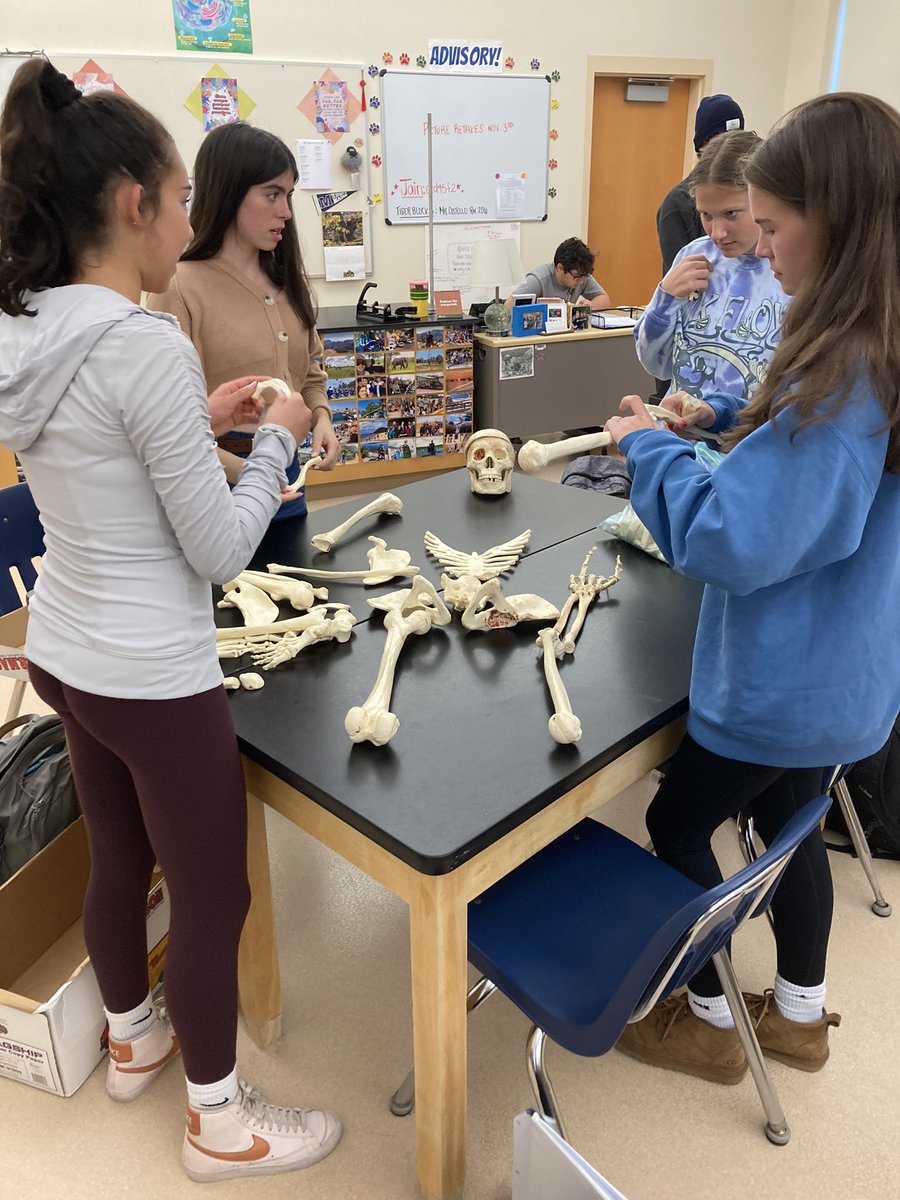 Having some spooky fun articulating skeletons with D Block Anatomy today! 🩻