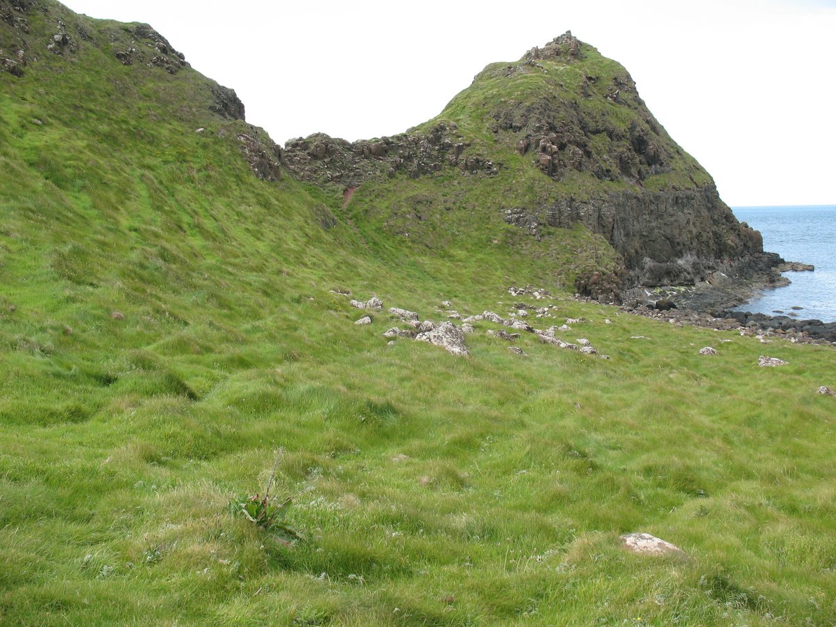 Coastal grassland

⭐ Celtic broadleaf forests ecoregion

📍 Giants Causeway, Northern Ireland, United Kingdom

🌿 dominant species: Angelica sylvestris, Armeria maritima, Jacobaea vulgaris, Lathyrus pratensis, and Ulex europaeus

📷 Daniel Laughlin

#botany #ecology #ireland
