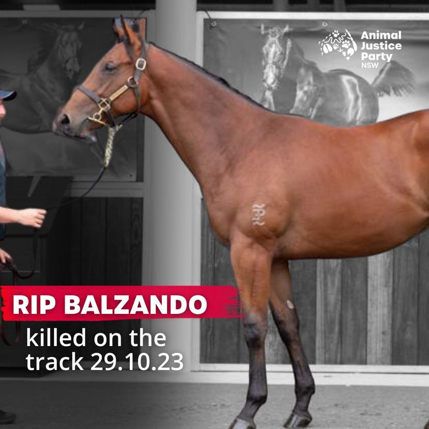 Balzando was just 5 years old when he was killed at Manning Valley Race Club on Sunday by the ontrack vet, after a collision with three other horses. We are sorry Balzando. You deserved so much better A horse dies every 2 days on average on Australian tracks. #horseracingkills