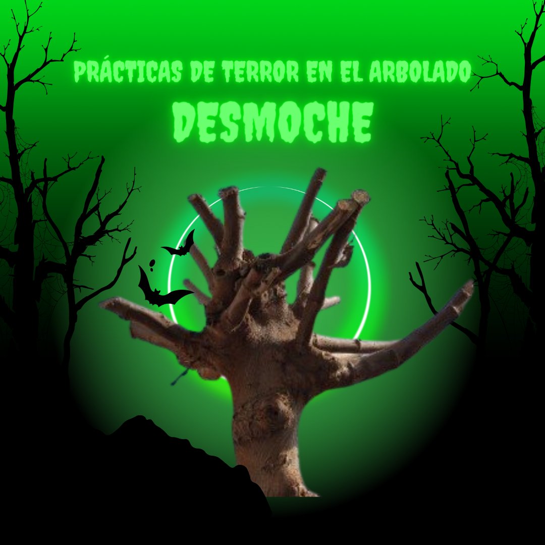CAVOvalecillo's tweet photo. 3.-DESMOCHE

NO DEBE HACERSE NUNCA

No solo daña al árbol, sino que al eliminar su estructura original lo debilita y lo convierte en un peligro.

Solo demuestra ignorancia de los asuntos del árbol y está penada por ley. https://t.co/jiqEk5MB7H