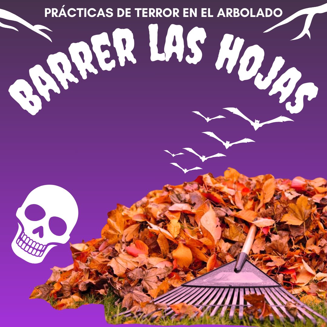 CAVOvalecillo's tweet photo. 5.- BARRER LAS HOJAS

Esto es LO PEOR que podemos hacer. 
Le quita nutrientes al suelo, elimina un captador de humedad y hace que se empobrezca la tierra provocando que las raíces suban a tierra y rompan banquetas.

Además de que son refugio de muchos animales. https://t.co/i4Spq2E3O6