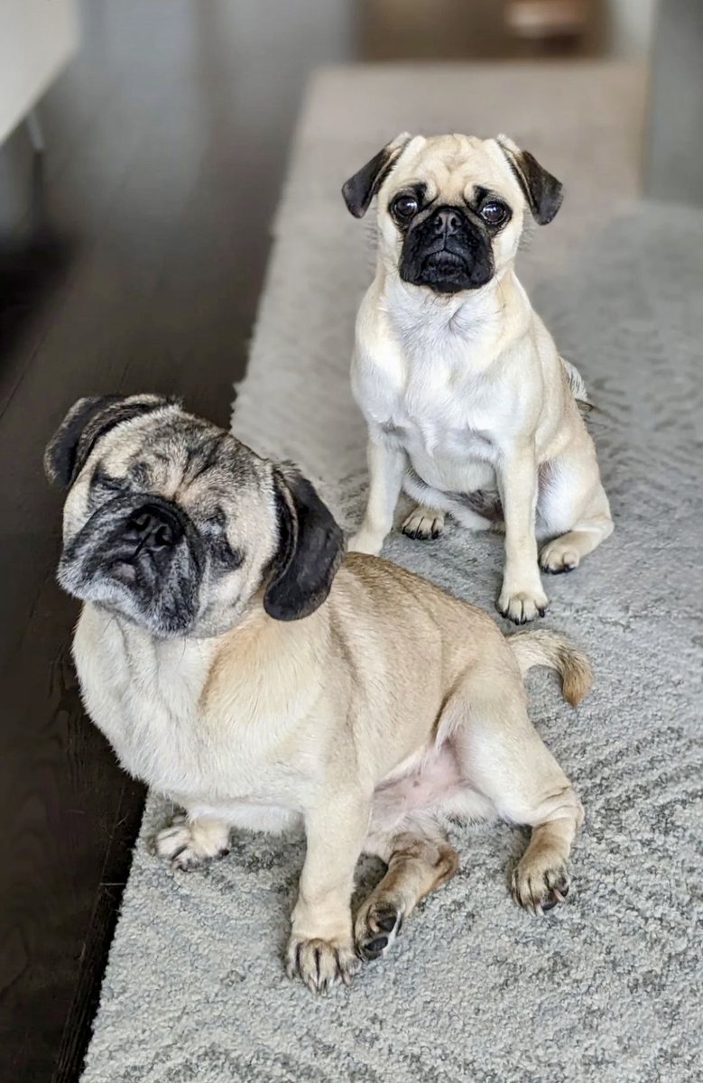 My pug Bubbie. And her mentor Sharky.