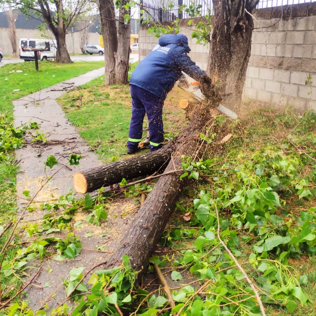 TigreSPublicos's tweet photo. Tras la fuerte tormenta de ayer, el equipo de la Delegación El Talar trabajó incansablemente cortando y retirando ramas caídas veredas y calles. Les agradecemos por mantener transitables y seguras las vías de nuestra comunidad.
@delegeltalar1 
#TigreEsMiVida
@ZamoraJulio https://t.co/GzDO6vkQAs