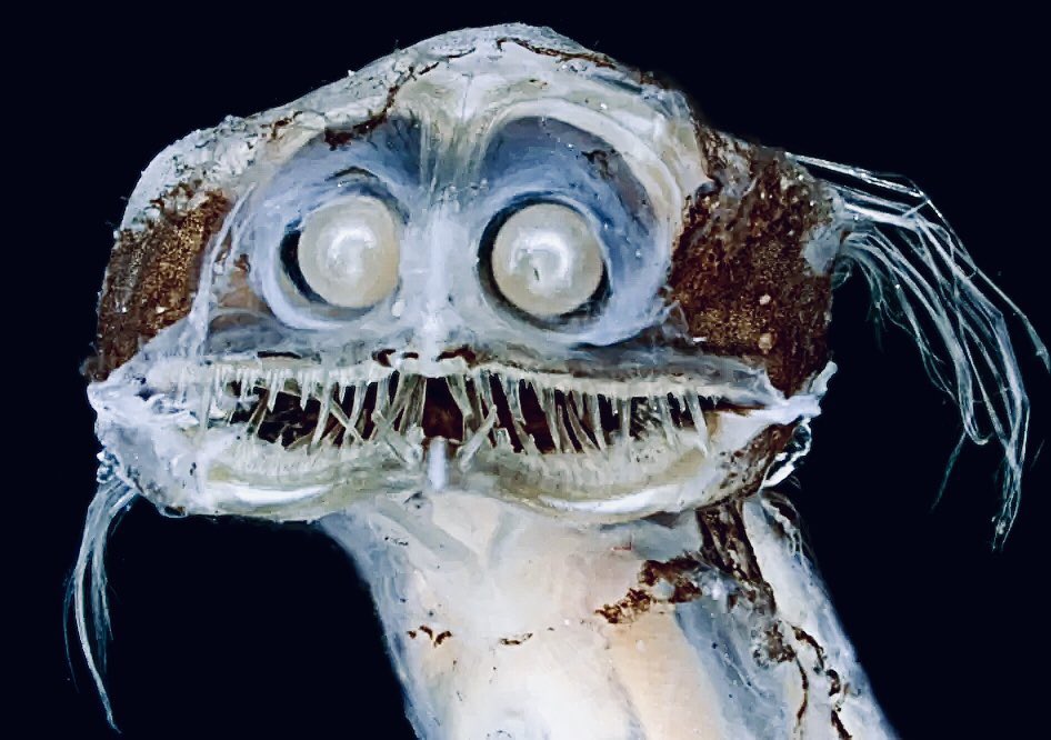 Rolf_Georg_E's tweet photo. Ein Tiefsee  Wurm
Wenn er dir gefällt!
Nur zu. So steigt er schon  mal auf und lächelt.
#GruseloderLustig https://t.co/iMN0jBA9hM