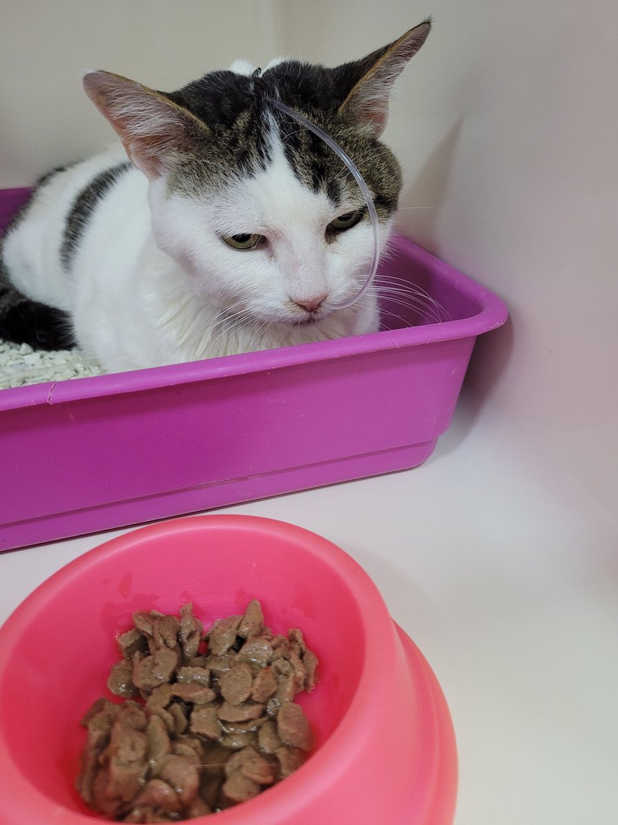 Chara_Violet's tweet image. A little bit ago, we noticed Princess was acting different. She didn't complain or talk as much as she would normally, she'd stay in the same place because she was having difficulty moving, she was vomiting more, she wasn't eating, even when we gave her treats, we tried changing