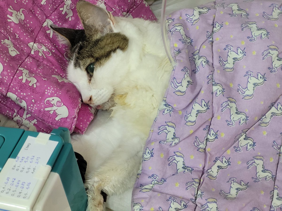 Chara_Violet's tweet image. A little bit ago, we noticed Princess was acting different. She didn't complain or talk as much as she would normally, she'd stay in the same place because she was having difficulty moving, she was vomiting more, she wasn't eating, even when we gave her treats, we tried changing
