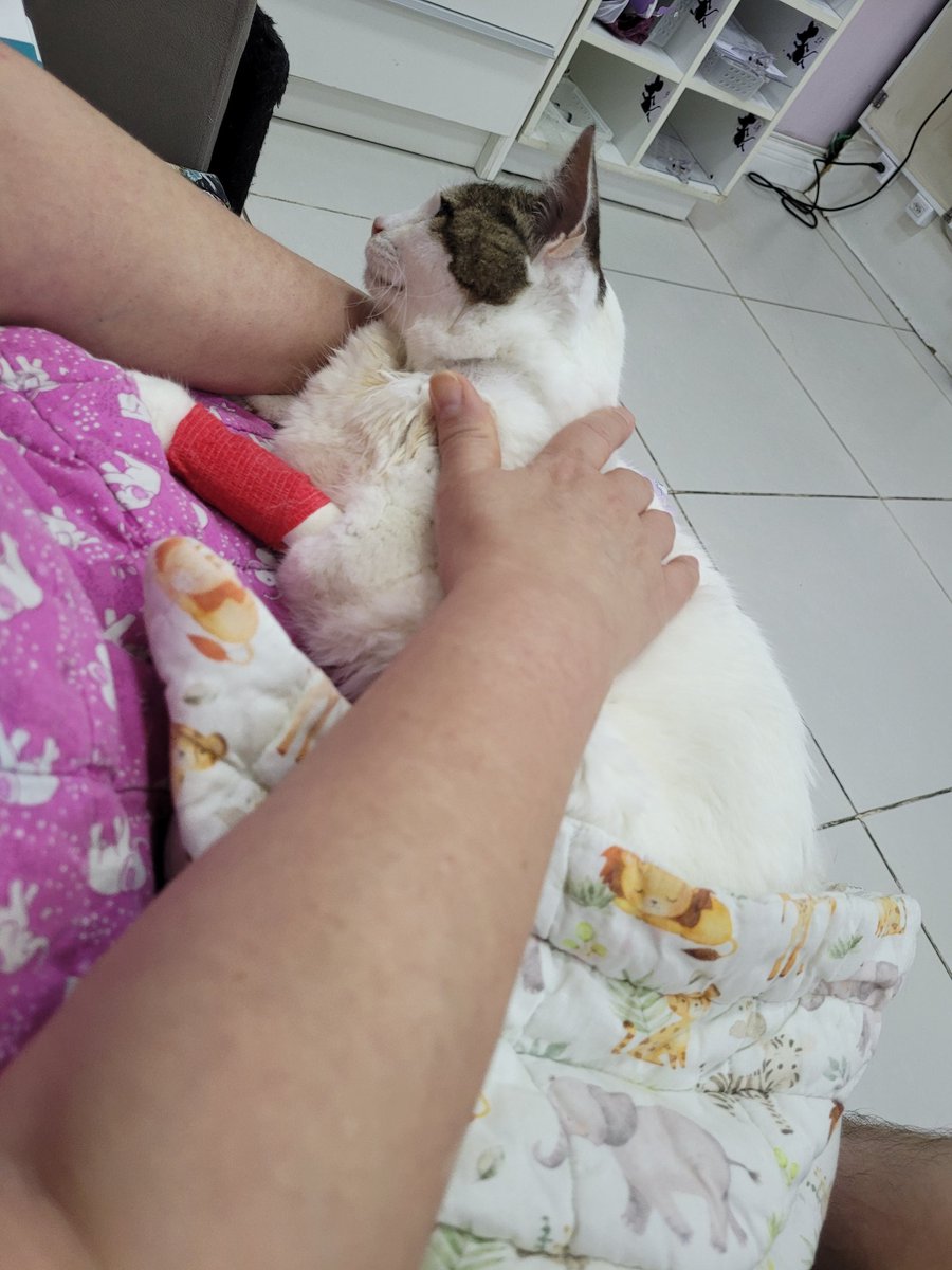 Chara_Violet's tweet image. A little bit ago, we noticed Princess was acting different. She didn't complain or talk as much as she would normally, she'd stay in the same place because she was having difficulty moving, she was vomiting more, she wasn't eating, even when we gave her treats, we tried changing