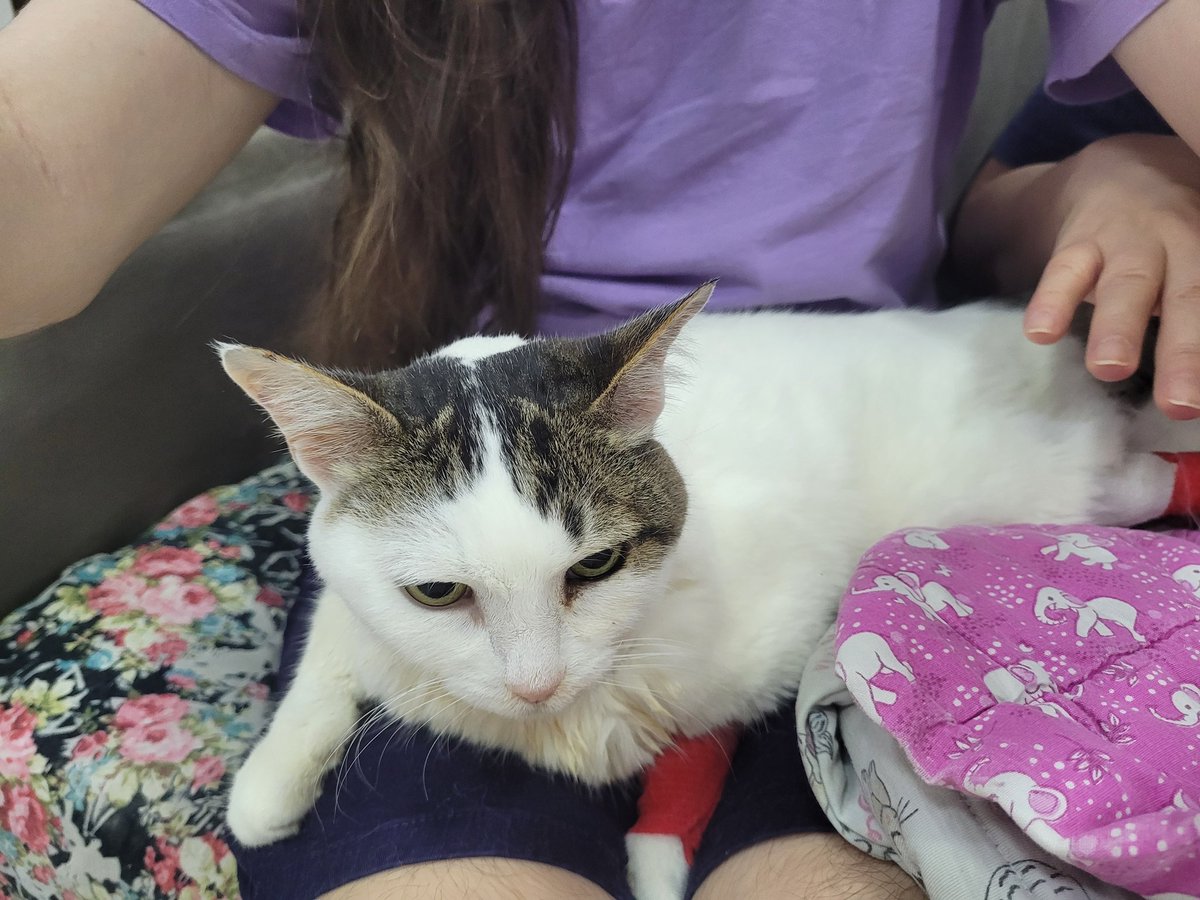 Chara_Violet's tweet image. A little bit ago, we noticed Princess was acting different. She didn't complain or talk as much as she would normally, she'd stay in the same place because she was having difficulty moving, she was vomiting more, she wasn't eating, even when we gave her treats, we tried changing