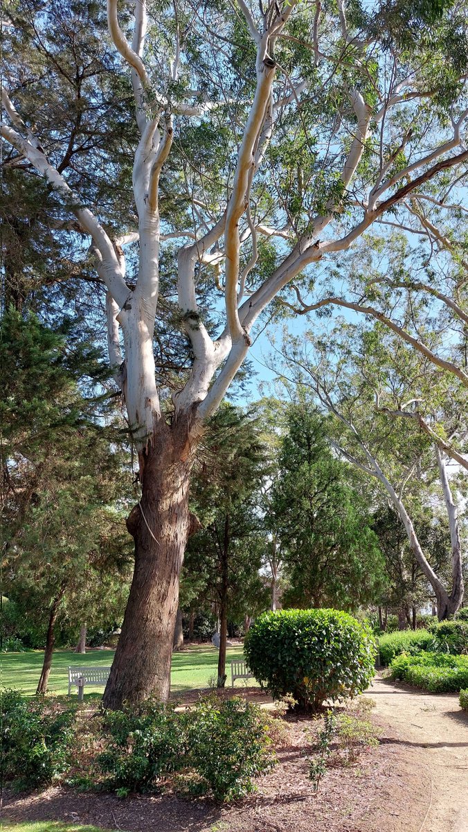pfwaus's tweet photo. Majestic #eucalypt #tree within the grounds of the Hazelhurst Gallery at #Gymea #Sydney #NewSouthWales #Australia #nature #OzFlowers https://t.co/xf10dZkNn5
