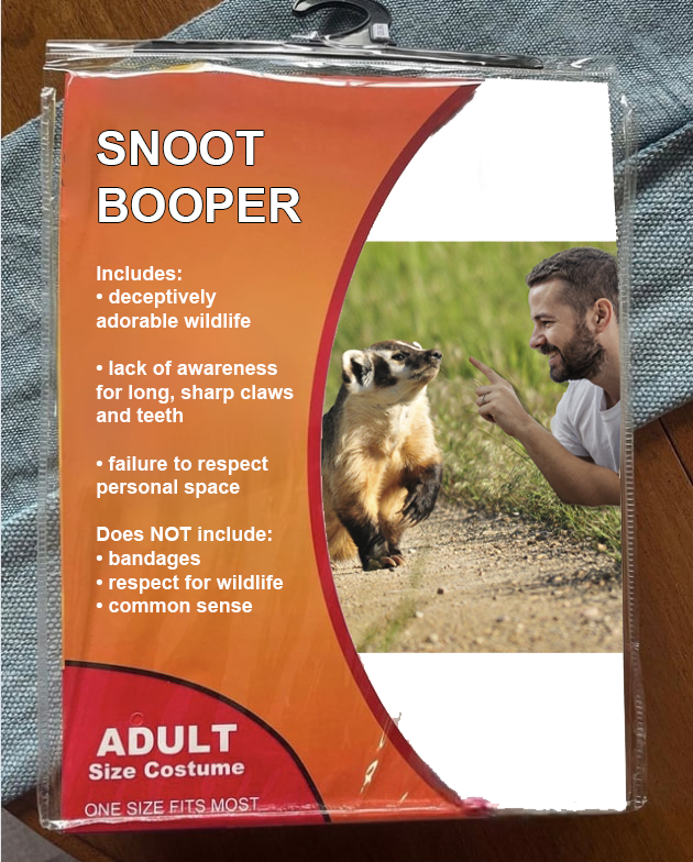 the only thing scarier than a snoot booper is a badger that's been booped.

trust us on this one.