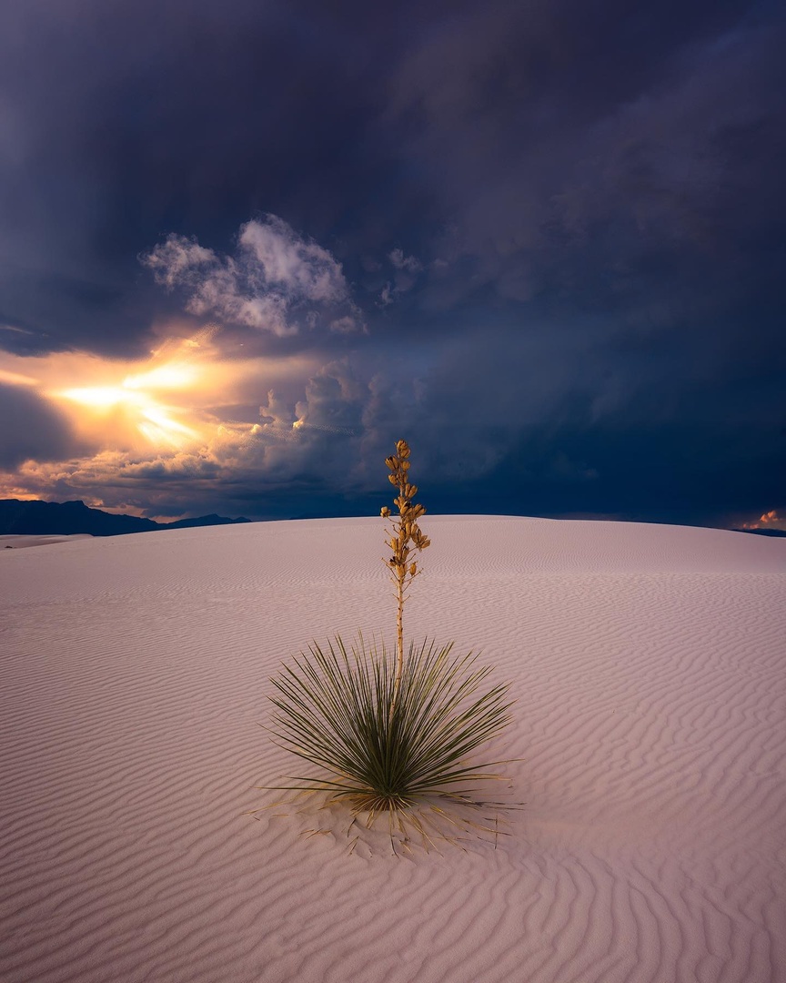 VisitLasCruces tweet media