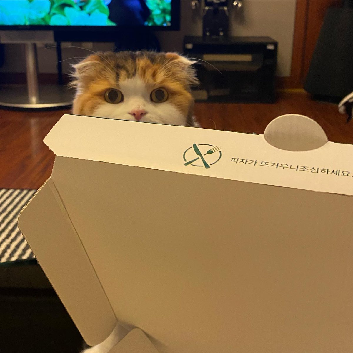 trybendsky's tweet image. Lovely😋