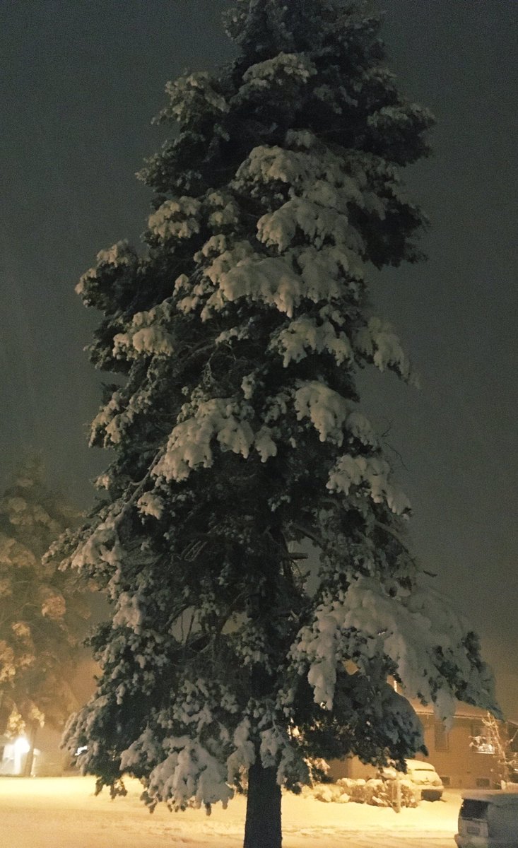 Chiligoat's tweet image. MERRY CHRISTMAS