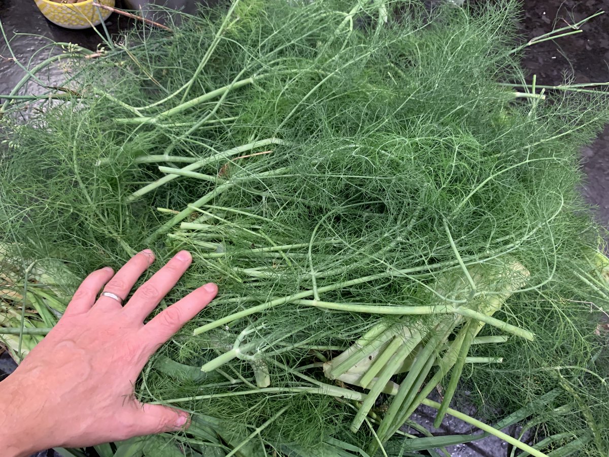 Reed Omary, MD, MS tweet media