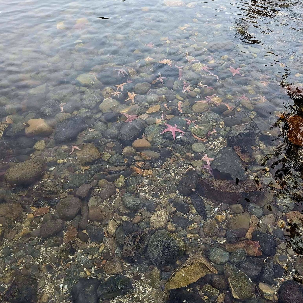 WhereTrueLoveIs's tweet image. Sea stars! #thingswesee #quoteshare #laughter 
All my friends got dogs and cats for Christmas, and I got a starfish called Roy. I used to take him down to the park on a lead. - Noel Fielding