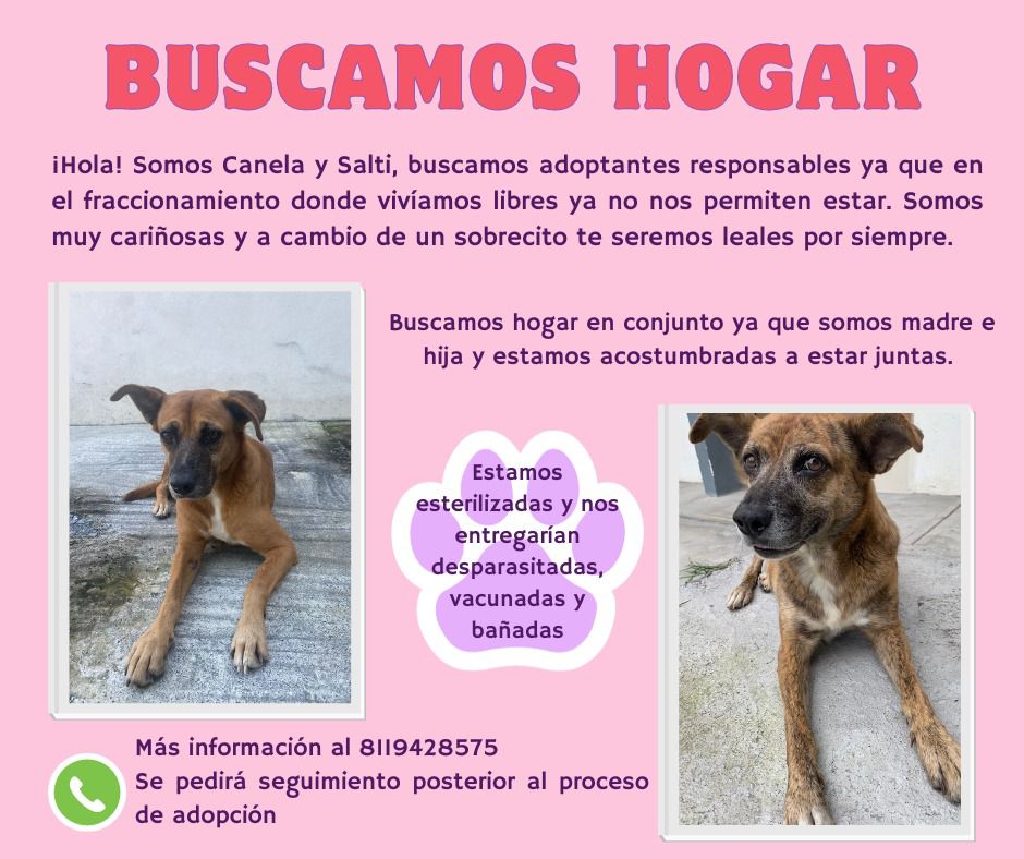 Canela y Saltí vivían en un fraccionamiento donde los vecinos las alimentaban pero ahora  las quieren sacar
Buscan hogar juntas son madre e hija  siempre andan juntas esterilizadas  vacunadas y desparasitadas
INFORMES 8119428575
<a href="/ComunidadMTY/">Comunidad Monterrey</a> <a href="/aztecacomunidad/">#ComunidadAzteca</a> <a href="/AVISOSMTY/">AVISOSMTY</a>