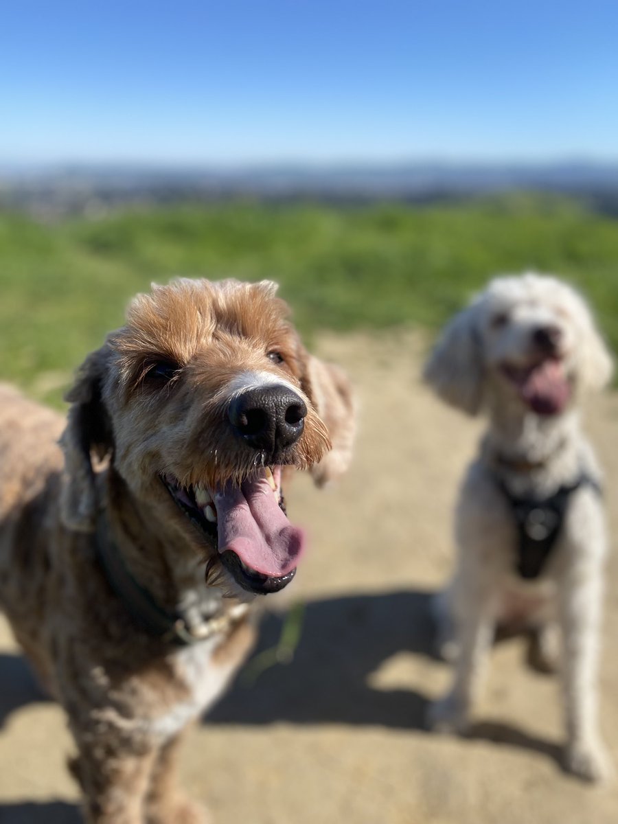 biolabob's tweet photo. @thesamparr @SaraSodineParr I’m so sorry. What an amazing dog

Lost my guy a few weeks ago. It hurts everyday https://t.co/K5DqsMXi2q