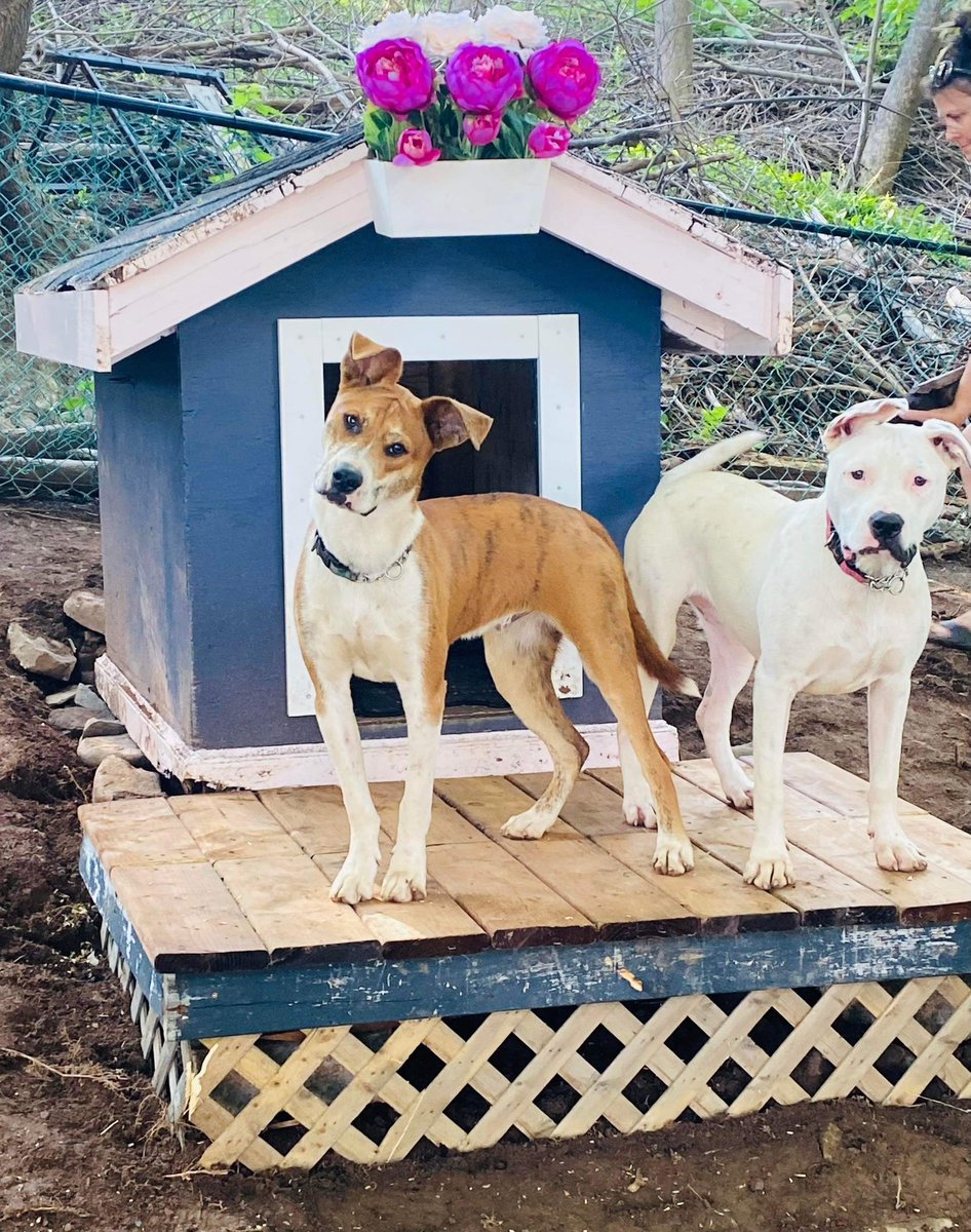 Spencer and Posie need a cat free foster 🐶