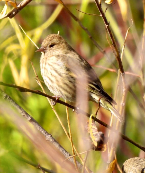PeggyGierhart's tweet photo. Saw some sweet Pine Siskins today! ๐#pinesiskin #birding #wisconsinbirds https://t.co/6xHcsDpU8K
