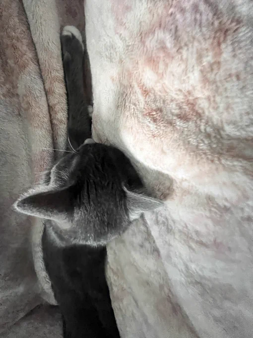 寒くなってきたから猫がこう ぬくぬく気持ちよさそうでいいな