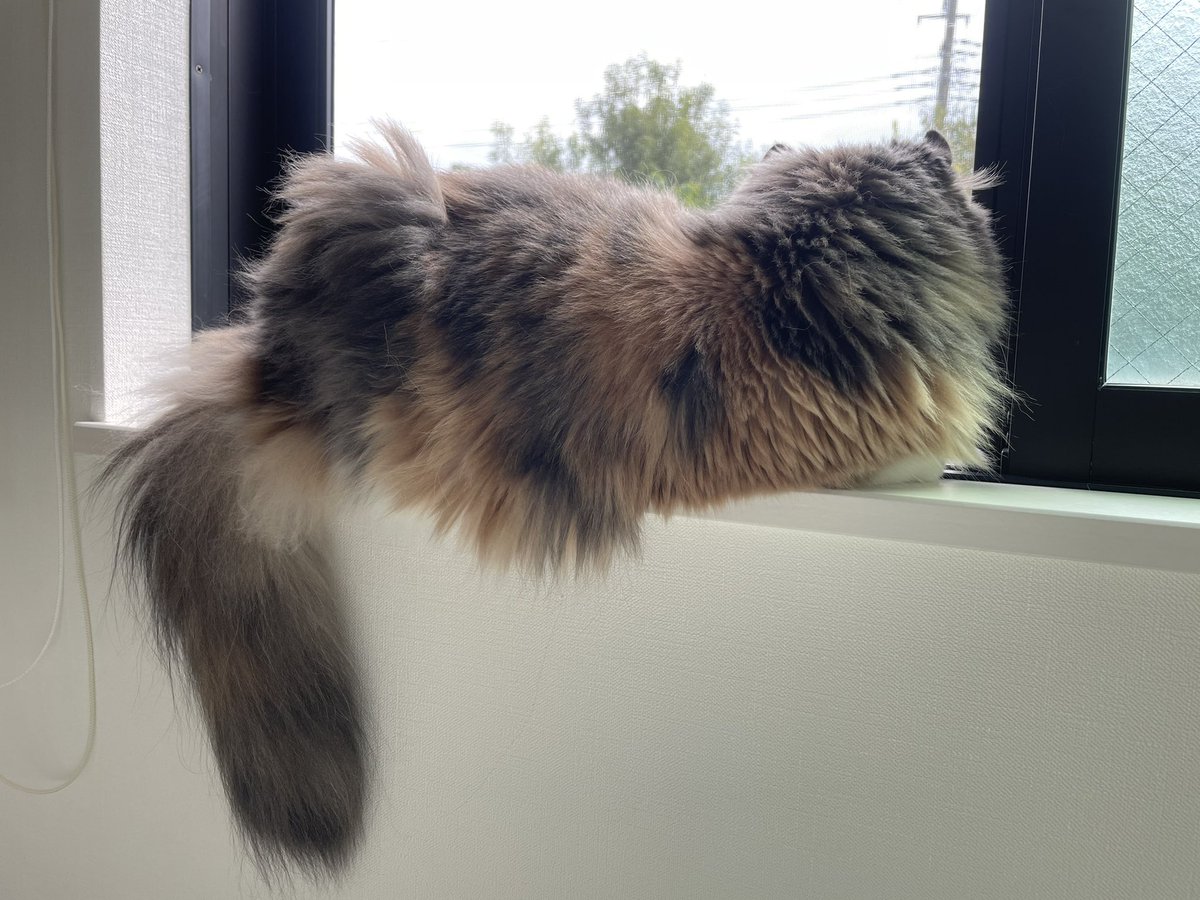 nico25sco's tweet photo. 外が気になる

#猫 #猫好きさんと繋がりたい https://t.co/u7gBuaRNea