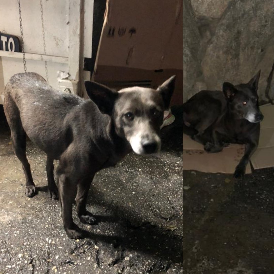 PerroUsuario's tweet photo. En adopción responsable RT @eglesca: Apareció hoy en la calle 2A Sur de la Urbina hoy lunes, está en celo,muy cariñosa y busca hogar. Pudo haber Sido abandonada. Busca un hogar temporal o permanente. Caracas: 04242188235. No está resguardada https://t.co/FSdtmn5vGV