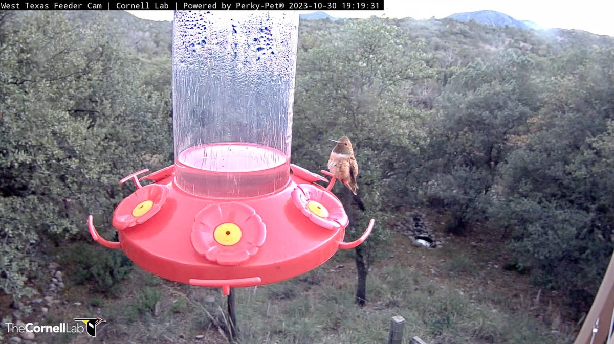 TexasHummers's tweet photo. 19:19 10/30 Thank you WTX Hummers for the fantastic day of viewing! https://t.co/QGDxVe7AeI