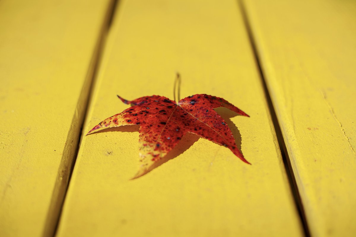 FocusedCamera's tweet photo. Beautiful fall weather! I love the way the yellow on the leaf blends right into the bench color.
Canon 5D 50mm, Tanner Park, Jackson County, GA
#AutumnVibes #autumnleaves #fall #fallphoto #fallphotography #autumn #AutumnPhotography #CanonFavPic #ShotonCanon @CanonUSAImaging https://t.co/2XTJlueFe8