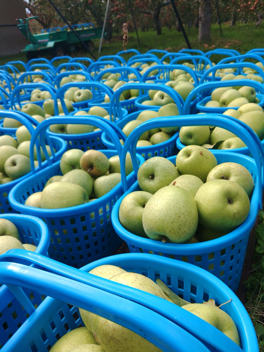 本日は王林ちゃんの収穫🍏