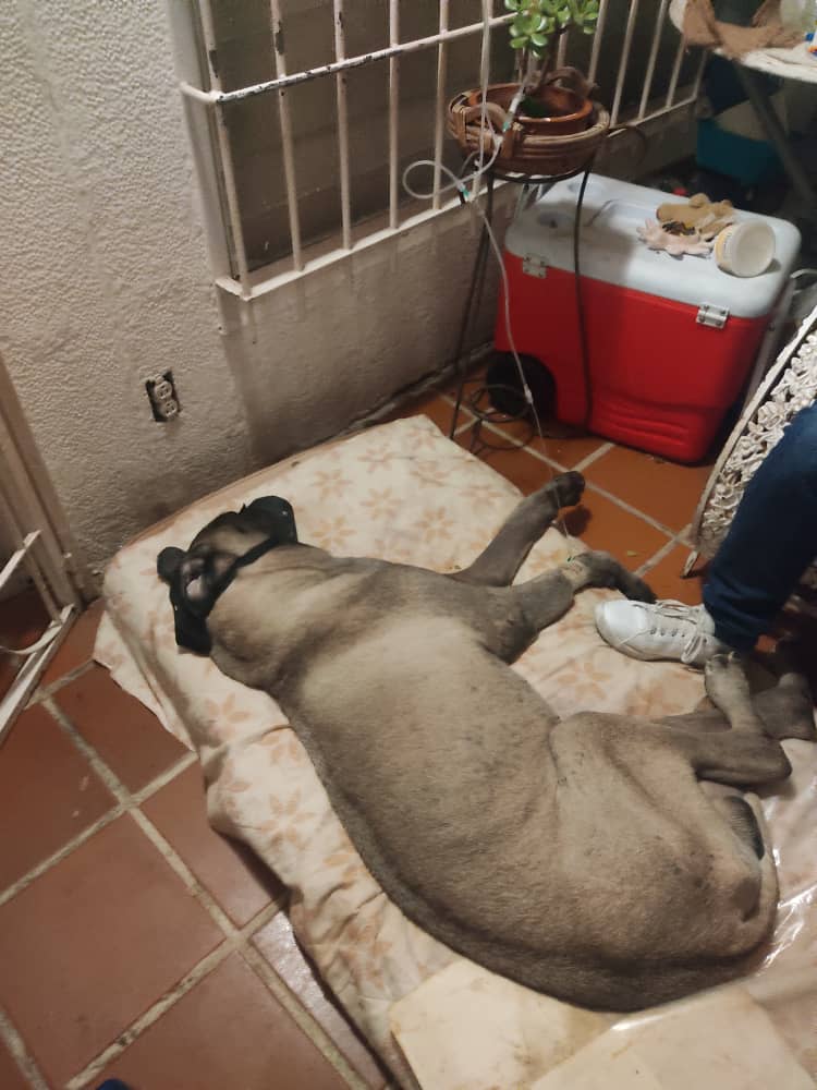FAPRANIANZ's tweet photo. #ServicioPublico para #Tyrium se requiere con #URGENCIA 4 bolsas para transfusion d sangre bien sea donadas o vendidas al igual q 2 donantes d sangre d más de 1 año hasta 8 años, q pesen más de 20 kilos d buena salud,Inf 04148278037 
#Barcelona #Lecheria #PuertoLaCruz #Anzoategui https://t.co/ced5UGhsPQ