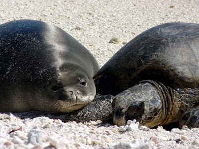 OPEN NOW: Join our 2024 team and help save seals and turtles in Papahānaumokuākea Marine National Monument! Follow the RCUH link below to access each position (search by Job ID #s). If you have questions on the application process, call (808) 956-7262. bit.ly/3SlUuJP