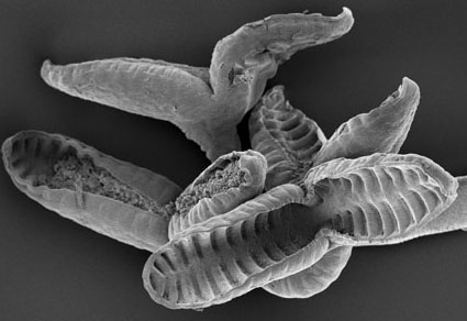 Zootaxa's tweet photo. Cestodes of Pseudobatos horkelii (Müller and Henle) (#Rhinopristiformes) including Rhinebothrium quequense n. sp. (#Rhinebothriidea) and Caulobothrium pieroi n. sp. (“#Tetraphyllidea”) from the southwestern Atlantic
https://t.co/cIitZc3Agg
#Taxonomy #Newspecies https://t.co/3PdJBBz9r6