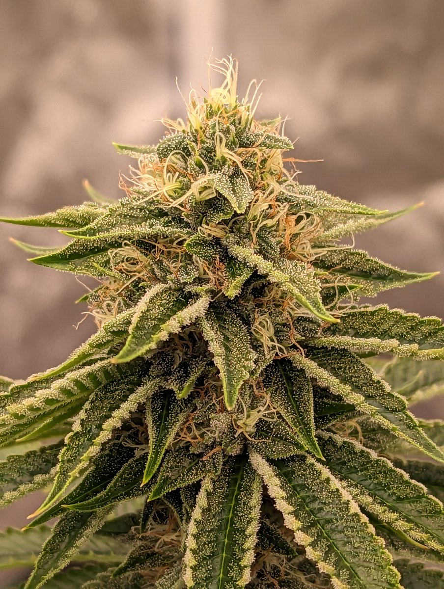 Daily pic of the Kirkwood OG from <a href="/SocalSeedVault/">Socal Seed Vault</a>. The frost on those edges ❄️😍💚🌱