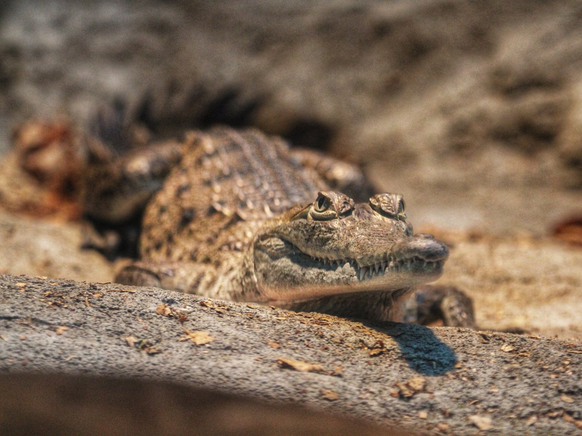 DenverZoo tweet picture