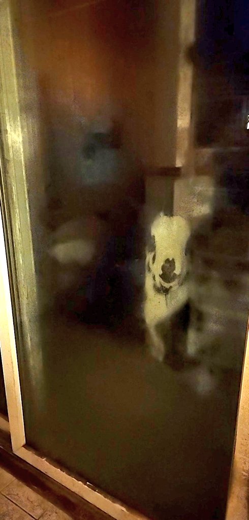 🐐Winston🌈Thatcher🌈Domino, Walnut, Jasper🐐 tweet media