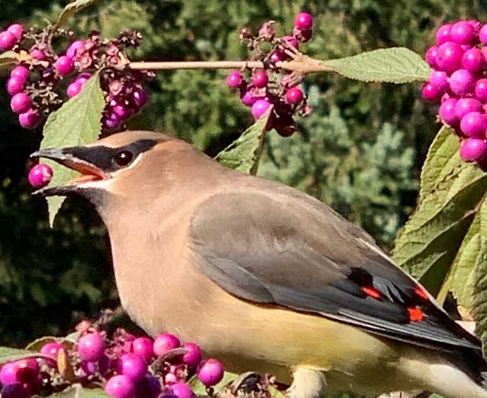 This Cedar Waxwing just chose a berry from one of the Beautyberry bushes.